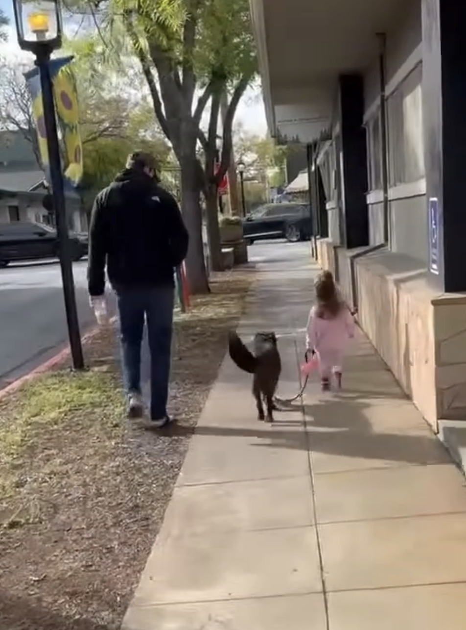 Kuma walking on leash between his dad and young human sister, seen from behind